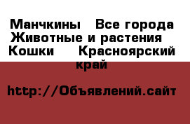 Манчкины - Все города Животные и растения » Кошки   . Красноярский край